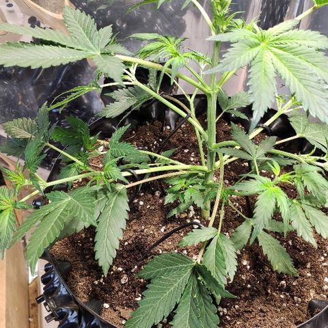 AK growlog timeline photo