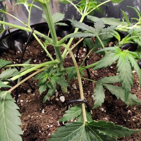 AK growlog timeline photo