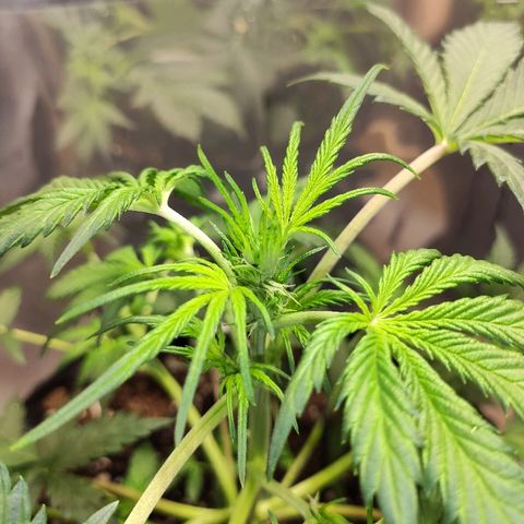 AK growlog timeline photo