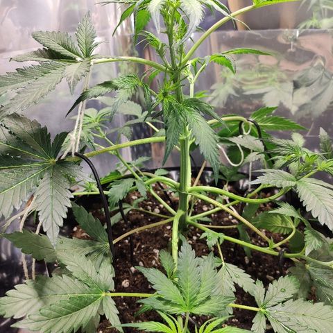 AK growlog timeline photo