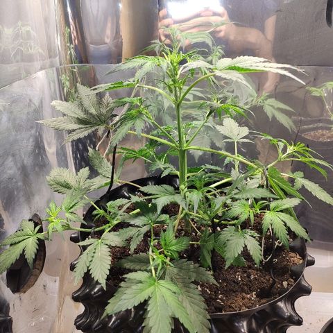 AK growlog timeline photo