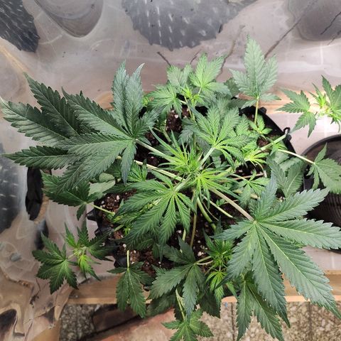 AK growlog timeline photo