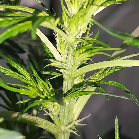 AK growlog timeline photo