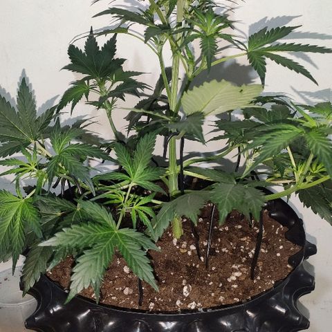 AK growlog timeline photo