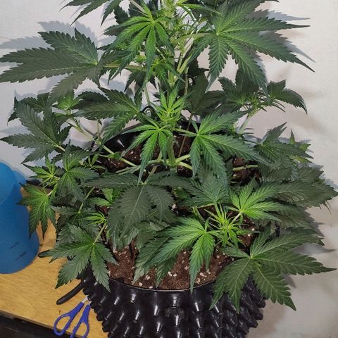 AK growlog timeline photo