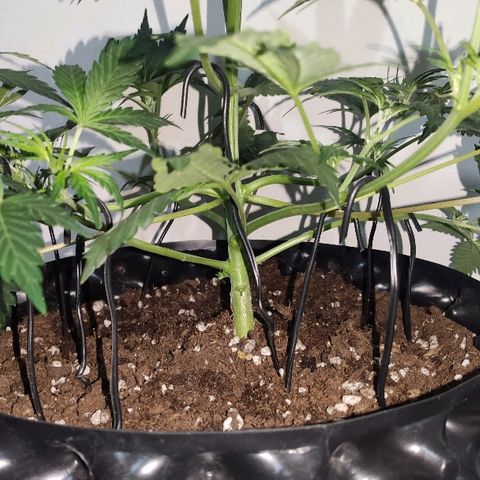 AK growlog timeline photo