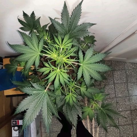 AK growlog timeline photo