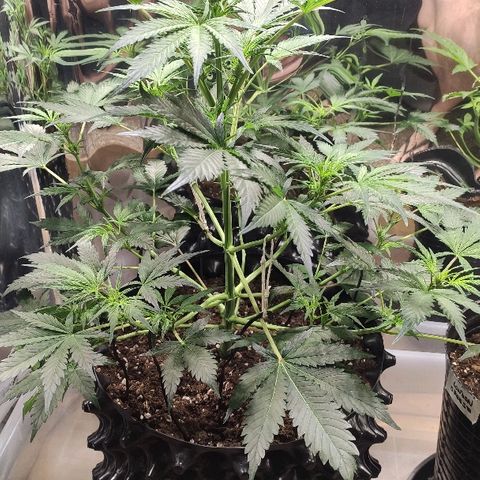 AK growlog timeline photo