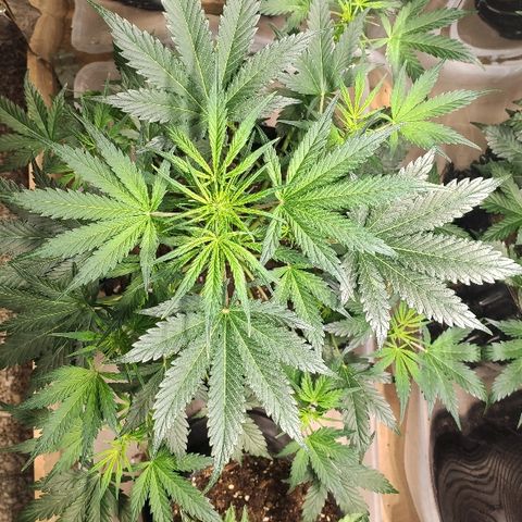 AK growlog timeline photo