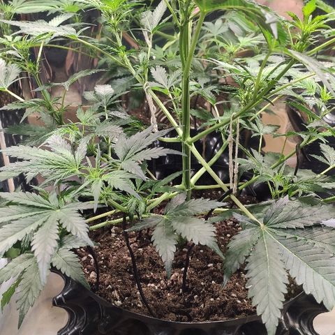 AK growlog timeline photo