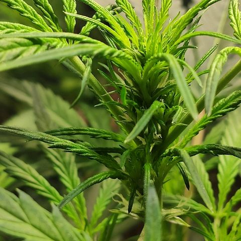 AK growlog timeline photo