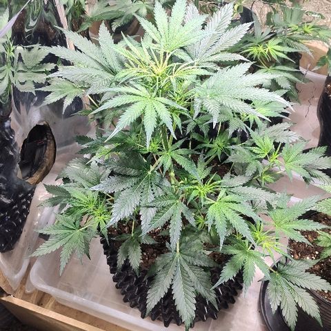 AK growlog timeline photo