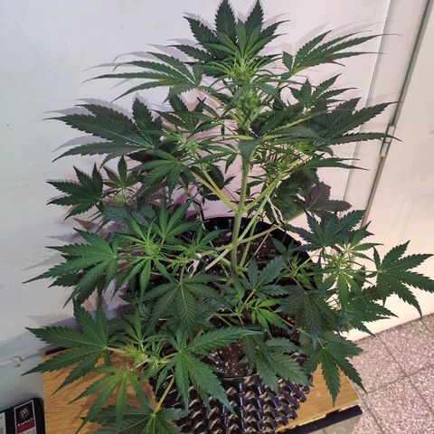 AK growlog timeline photo