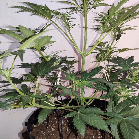 AK growlog timeline photo