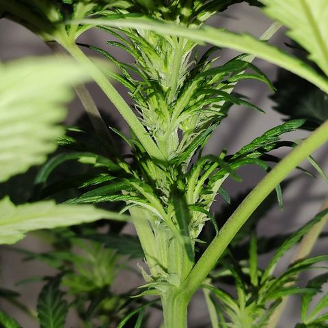AK growlog timeline photo