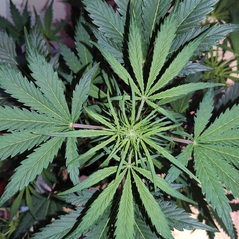 AK growlog timeline photo