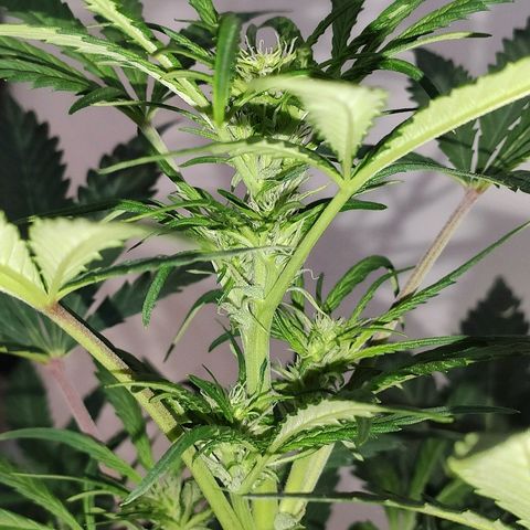 AK growlog timeline photo