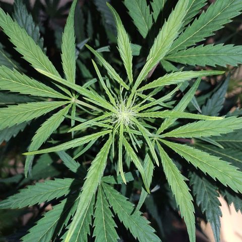 AK growlog timeline photo