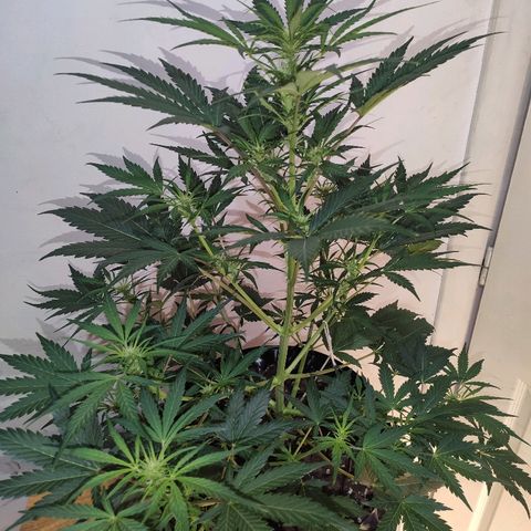 AK growlog timeline photo