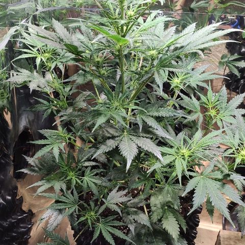 AK growlog timeline photo