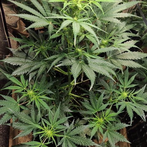 AK growlog timeline photo