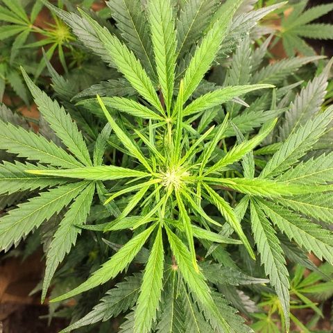 AK growlog timeline photo