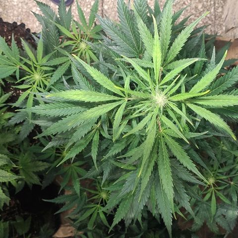 AK growlog timeline photo