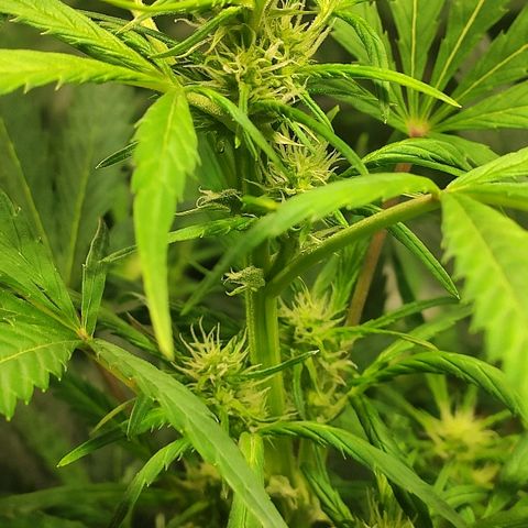 AK growlog timeline photo