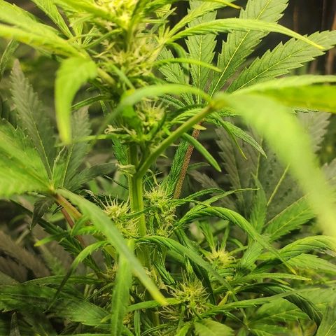 AK growlog timeline photo