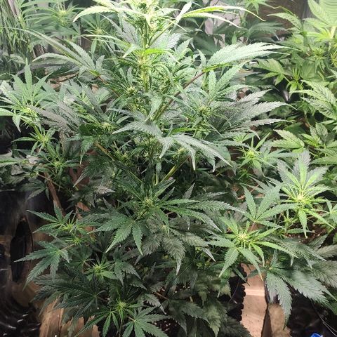 AK growlog timeline photo
