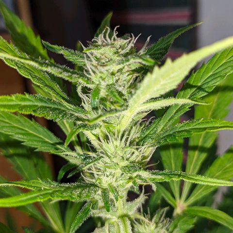 AK growlog timeline photo