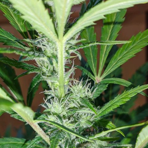 AK growlog timeline photo