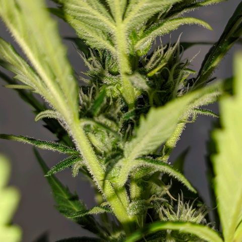 AK growlog timeline photo
