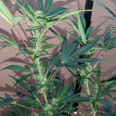 AK growlog timeline photo