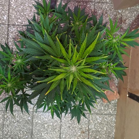 AK growlog timeline photo