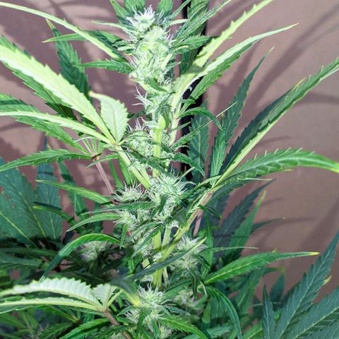 AK growlog timeline photo