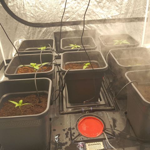 Girl Scout Cookies Auto growlog timeline photo