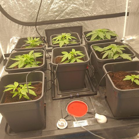 Girl Scout Cookies Auto growlog timeline photo