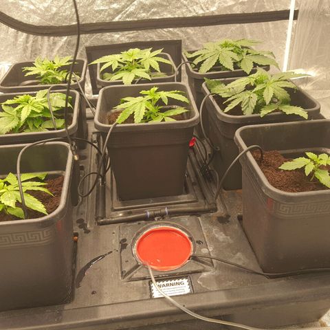 Girl Scout Cookies Auto growlog timeline photo
