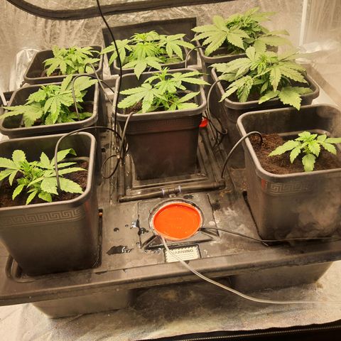Girl Scout Cookies Auto growlog timeline photo