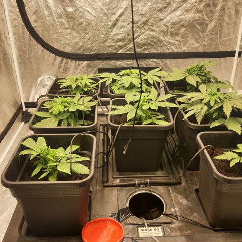 Girl Scout Cookies Auto growlog timeline photo