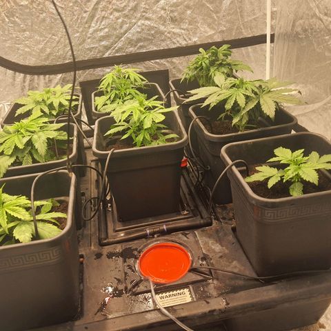 Girl Scout Cookies Auto growlog timeline photo
