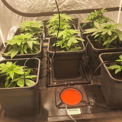 Girl Scout Cookies Auto growlog timeline photo