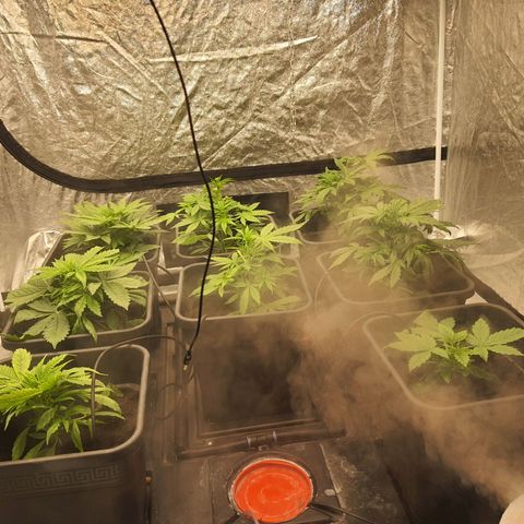 Girl Scout Cookies Auto growlog timeline photo