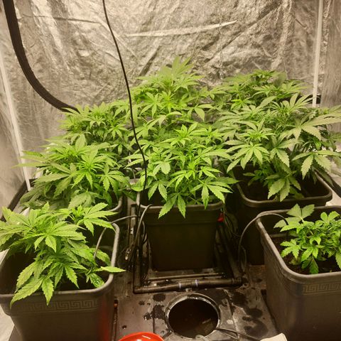 Girl Scout Cookies Auto growlog timeline photo