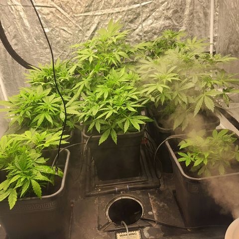 Girl Scout Cookies Auto growlog timeline photo