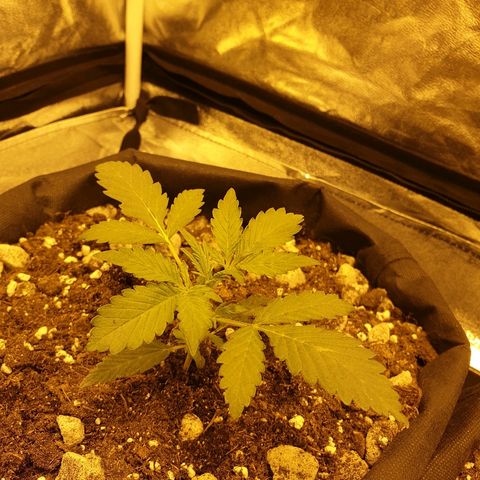 Ak 47 x lowryder #1 growlog photo: Подумываю об ожогах "воздушного типа", но сомнительно. Рост хороший , кушает через сутки. 