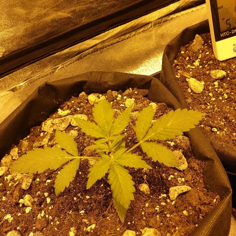 Ak 47 x lowryder #1 growlog photo: Подумываю об ожогах "воздушного типа", но сомнительно. Рост хороший , кушает через сутки. 
