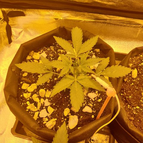 Ak 47 x lowryder #1 growlog timeline photo