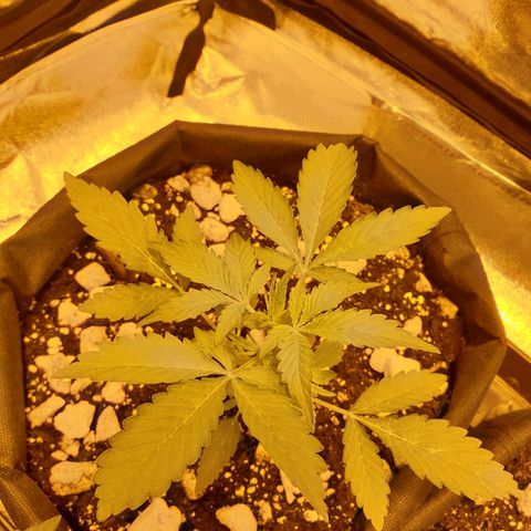 Ak 47 x lowryder #1 growlog photo: После сна. Прогресс на лицо. Растение увеличивается в размерах, но лопухи не особо взрослые. 